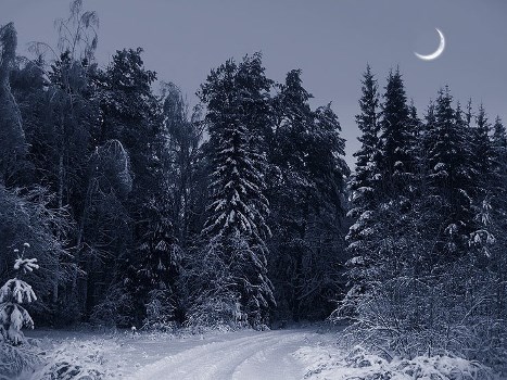 Лес зимний ночью