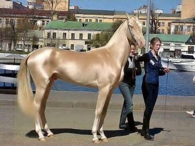 Небесный конь